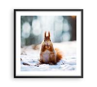 Affiche Poster 50x50cm Tableaux Image Photo Écureuil hiver neige nourriture Art