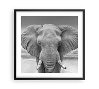 Affiche Poster 50x50cm Tableaux Image Photo Éléphant Afrique Des Animaux Art