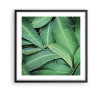Affiche Poster 50x50cm Tableaux Image Photo Feuilles Eucalyptus Nature Wall Art