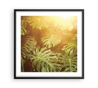 Affiche Poster 50x50cm Tableaux Image Photo Feuilles Monstera Lumière Wall Art