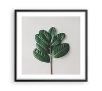 Affiche Poster 50x50cm Tableaux Image Photo Feuilles Plantes Botanique Wall Art