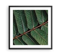 Affiche Poster 50x50cm Tableaux Image Photo Gouttes Eau Feuilles Wall Art