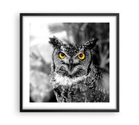 Affiche Poster 50x50cm Tableaux Image Photo Hibou oiseau nature Wall Art