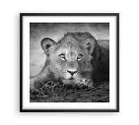 Affiche Poster 50x50cm Tableaux Image Photo Lion Asie Portrait Wall Art