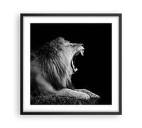 Affiche Poster 50x50cm Tableaux Image Photo Lion Bâillement Noir Et Blanc Art