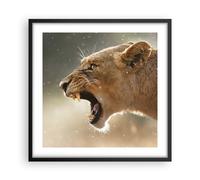 Affiche Poster 50x50cm Tableaux Image Photo Lion Lionne Crocs Wall Art