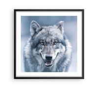 Affiche Poster 50x50cm Tableaux Image Photo Loup Prédateur Wildness Wall Art