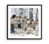 Affiche Poster 50x50cm Tableaux Image Photo Meute Loups Hiver Wall Art