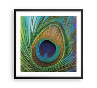 Affiche Poster 50x50cm Tableaux Image Photo Paons Plume Arc En Ciel Wall Art