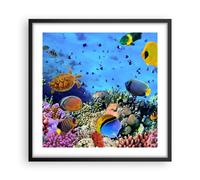 Affiche Poster 50x50cm Tableaux Image Photo Récif de corail Wall Art Decoration