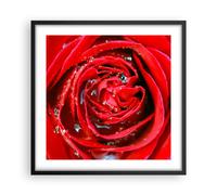Affiche Poster 50x50cm Tableaux Image Photo Rose fleur pétales rosée Wall Art