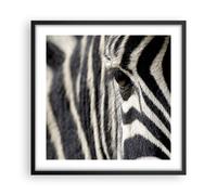 Affiche Poster 50x50cm Tableaux Image Photo Zebra rayures vie sauvage safari Art