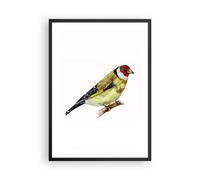 Affiche Poster 50x70cm Tableaux Image Chardonneret Oiseau Aquarelle Wall Art
