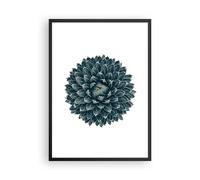 Affiche Poster 50x70cm Tableaux Image Photo Agave Reine Victoria Wall Art