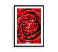 Affiche Poster 50x70cm Tableaux Image Photo Rose fleur pétales rosée Wall Art