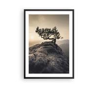 Affiche Poster 50x70cm Tableaux Image Photo Vieux Pin Montagnes Wall Art