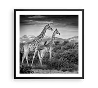 Affiche Poster 60x60cm Tableaux Image Girafes Noir Et Blanc Photographie Art