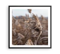 Affiche Poster 60x60cm Tableaux Image Photo Boho Épis De Maïs Herbe Wall Art