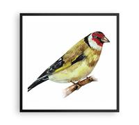 Affiche Poster 60x60cm Tableaux Image Photo Chardonneret Oiseau Aquarelle Art