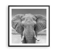 Affiche Poster 60x60cm Tableaux Image Photo Éléphant Afrique Des Animaux Art