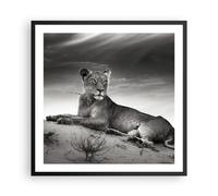 Affiche Poster 60x60cm Tableaux Image Photo faune femme chat animal Wall Art