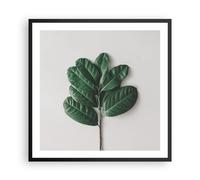 Affiche Poster 60x60cm Tableaux Image Photo Feuilles Plantes Botanique Wall Art