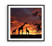 Affiche Poster 60x60cm Tableaux Image Photo Girafe Afrique Soleil Safari Art