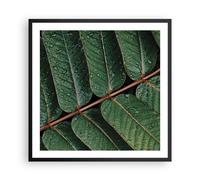 Affiche Poster 60x60cm Tableaux Image Photo Gouttes Eau Feuilles Wall Art