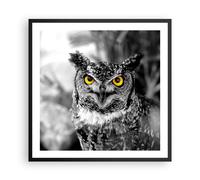 Affiche Poster 60x60cm Tableaux Image Photo Hibou oiseau nature Wall Art