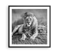 Affiche Poster 60x60cm Tableaux Image Photo lion animal nature Wall Art