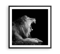 Affiche Poster 60x60cm Tableaux Image Photo Lion Bâillement Noir Et Blanc Art