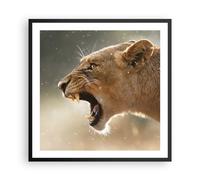 Affiche Poster 60x60cm Tableaux Image Photo Lion Lionne Crocs Wall Art