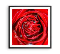 Affiche Poster 60x60cm Tableaux Image Photo Rose fleur pétales rosée Wall Art