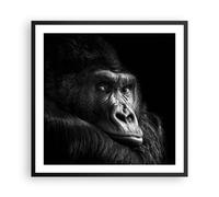 Affiche Poster 60x60cm Tableaux Image Photo Singe Gorille Portrait Wall Art