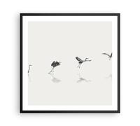 Affiche Poster 60x60cm Tableaux Image Photo Vol Oiseau Héron Wall Art