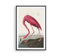 Affiche Poster 61x91cm Tableaux Image Flamant Rose Oiseau Exotisme Wall Art