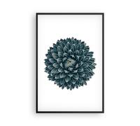 Affiche Poster 61x91cm Tableaux Image Photo Agave Reine Victoria Wall Art