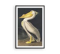 Affiche Poster 61x91cm Tableaux Image Photo Blanc Pélican Oiseau Wall Art