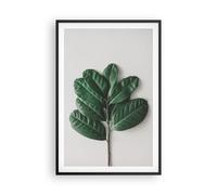 Affiche Poster 61x91cm Tableaux Image Photo Feuilles Plantes Botanique Wall Art