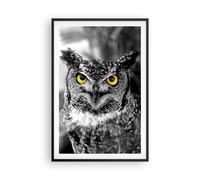 Affiche Poster 61x91cm Tableaux Image Photo Hibou oiseau nature Wall Art