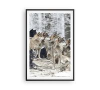 Affiche Poster 61x91cm Tableaux Image Photo Meute Loups Hiver Wall Art