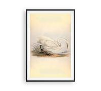 Affiche Poster 61x91cm Tableaux Image Photo Oiseau blanc héron Wall Art