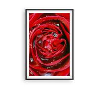 Affiche Poster 61x91cm Tableaux Image Photo Rose fleur pétales rosée Wall Art