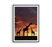Affiche Poster 70x100cm Tableaux Image Girafe Afrique Soleil Safari Wall Art