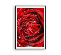 Affiche Poster 70x100cm Tableaux Image Photo Rose fleur pétales rosée Wall Art