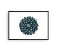Affiche Poster 70x50cm Tableaux Image Photo Agave Reine Victoria Wall Art