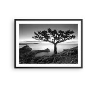 Affiche Poster 70x50cm Tableaux Image Photo Arbre Noir Et Blanc Vue Wall Art