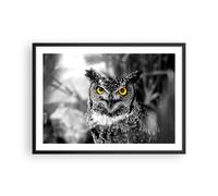 Affiche Poster 70x50cm Tableaux Image Photo Hibou oiseau nature Wall Art
