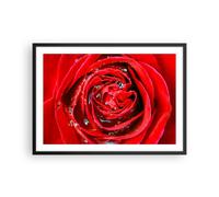 Affiche Poster 70x50cm Tableaux Image Photo Rose fleur pétales rosée Wall Art