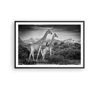 Affiche Poster 91x61cm Tableaux Image Girafes Noir Et Blanc Photographie Art